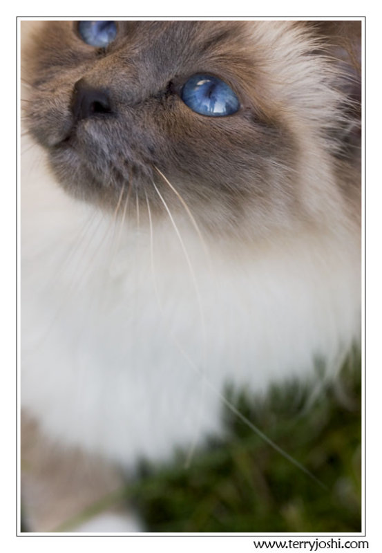 June 25 - bluebell