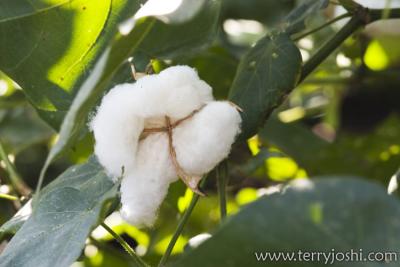 cotton