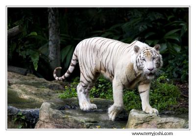 060514_zoo005encomp.jpg