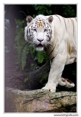 060514_zoo011encomp.jpg