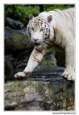 060514_zoo012encomp.jpg