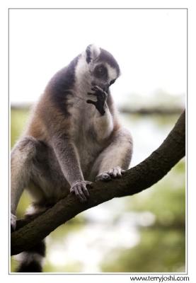 060514_zoo041encomp.jpg