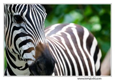 060514_zoo054enscomp.jpg