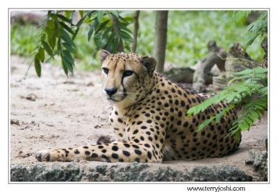 060514_zoo068encomp.jpg