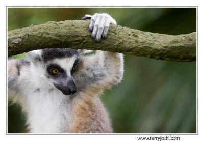 060514_zoo042encomp.jpg