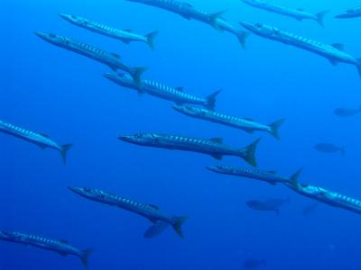 barracuda