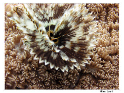 g4/90/294690/3/61119627.060525derawan005encomp.jpg