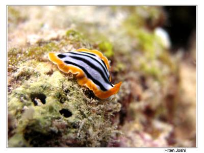 g4/90/294690/3/61119631.060525derawan019encomp.jpg