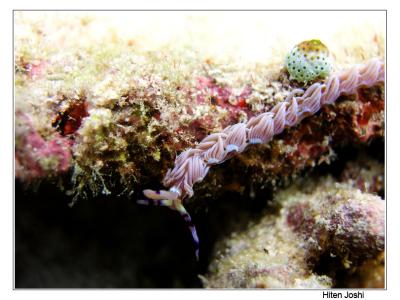 g4/90/294690/3/61119632.060525derawan020encomp.jpg