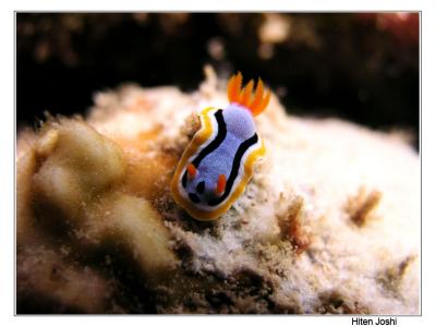 g4/90/294690/3/61119633.060525derawan024encomp.jpg