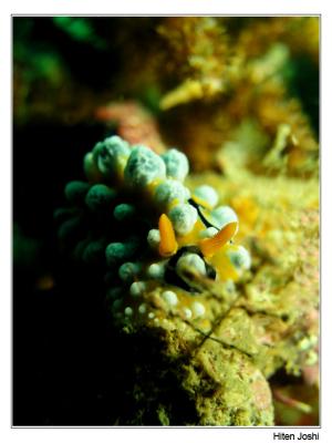 g4/90/294690/3/61119634.060525derawan033encomp.jpg