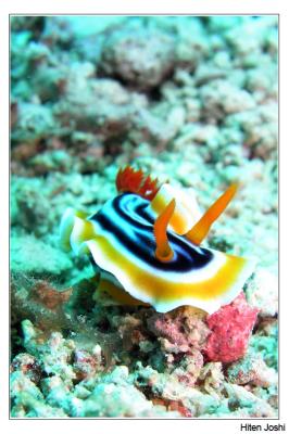 g4/90/294690/3/61119635.060525derawan043encomp.jpg