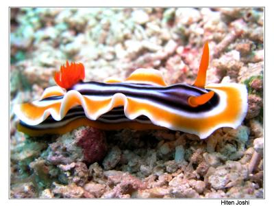 g4/90/294690/3/61119636.060525derawan046encomp.jpg