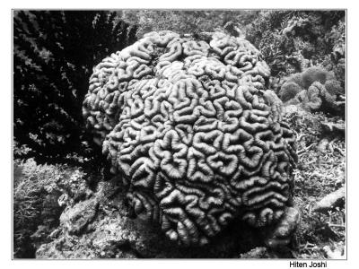 g4/90/294690/3/61119637.060525derawan054en2comp.jpg