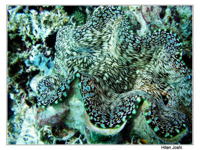 g4/90/294690/3/61119638.060525derawan056encomp.jpg