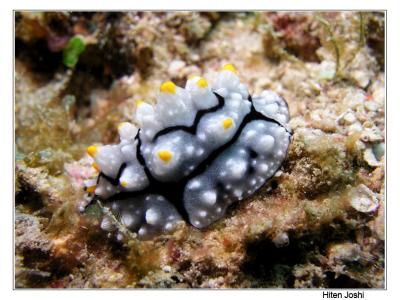 g4/90/294690/3/61119640.060525derawan064encomp.jpg