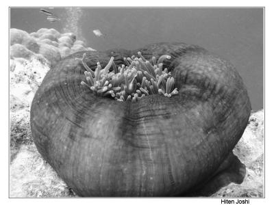 anenome