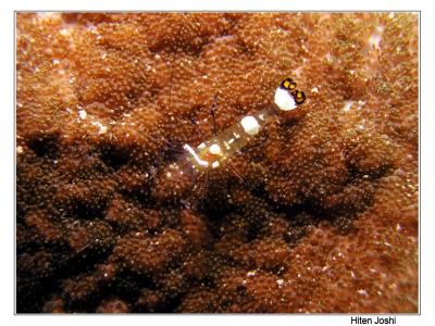g4/90/294690/3/61119642.060525derawan087encomp.jpg