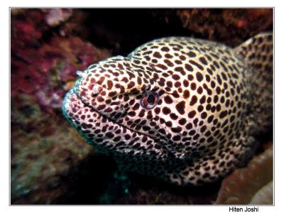 moray eel