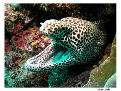 moray eel