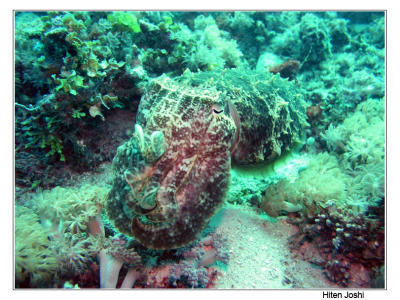 g4/90/294690/3/61119646.060525derawan122encomp.jpg