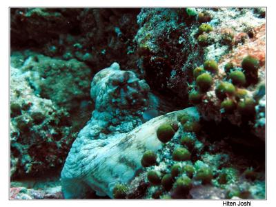 octopus