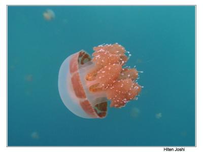 jellyfish III