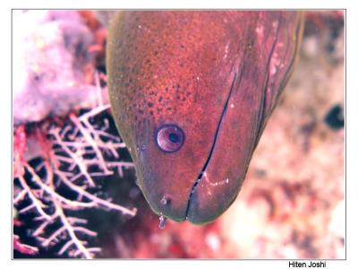 g4/90/294690/3/61119657.060525derawan226encomp.jpg