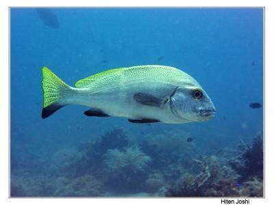 g4/90/294690/3/61119658.060525derawan233encomp.jpg