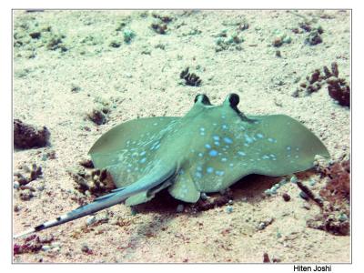 g4/90/294690/3/61119659.060525derawan234encomp.jpg