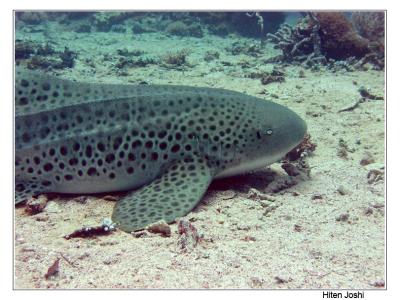 g4/90/294690/3/61119660.060525derawan237encomp.jpg