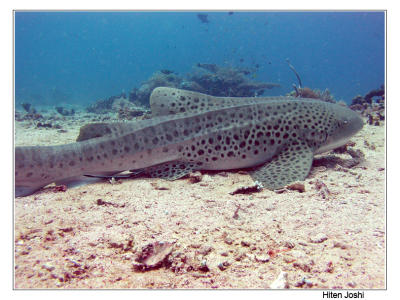 g4/90/294690/3/61119661.060525derawan238encomp.jpg