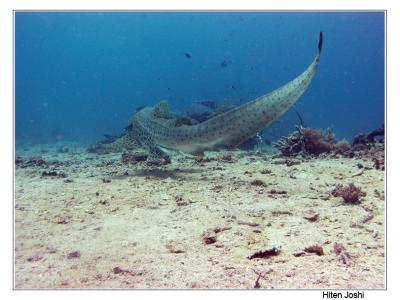 g4/90/294690/3/61119662.060525derawan239encomp.jpg