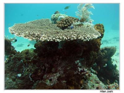 g4/90/294690/3/61119665.060525derawan243encomp.jpg