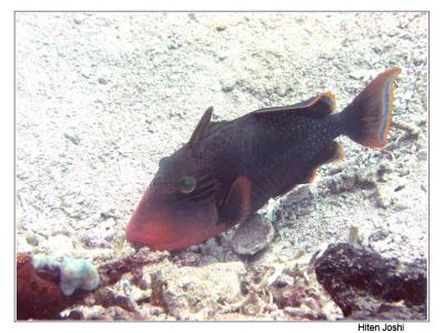 g4/90/294690/3/61119666.060525derawan245encomp.jpg