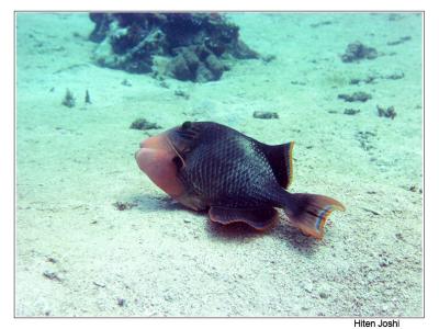 g4/90/294690/3/61119667.060525derawan246encomp.jpg