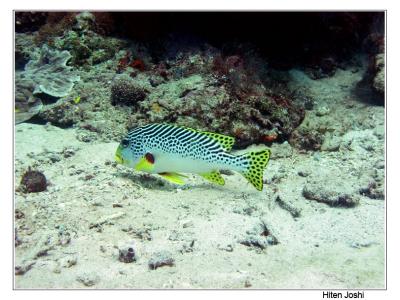 g4/90/294690/3/61119669.060525derawan249encomp.jpg