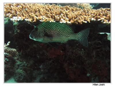 g4/90/294690/3/61119670.060525derawan250encomp.jpg