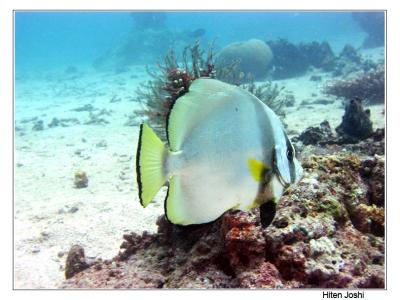 g4/90/294690/3/61119671.060525derawan251encomp.jpg