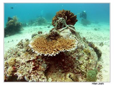 g4/90/294690/3/61119672.060525derawan253encomp.jpg