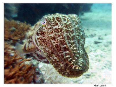 g4/90/294690/3/61119673.060525derawan255encomp.jpg