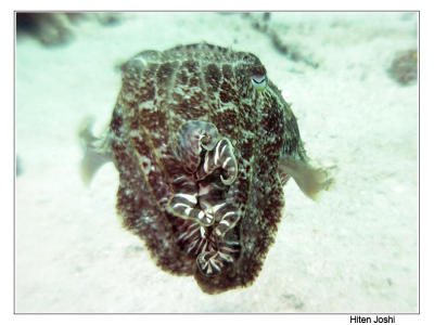 g4/90/294690/3/61119674.060525derawan258encomp.jpg