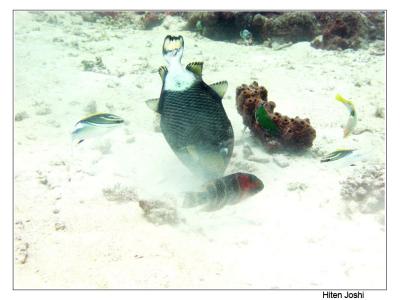 trigger fish