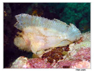 g4/90/294690/3/61119678.060525derawan277encomp.jpg