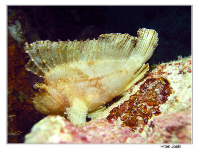 g4/90/294690/3/61119681.060525derawan291encomp.jpg