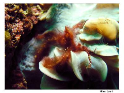 g4/90/294690/3/61119682.060525derawan298encomp.jpg