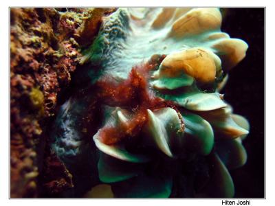 g4/90/294690/3/61119683.060525derawan301encomp.jpg
