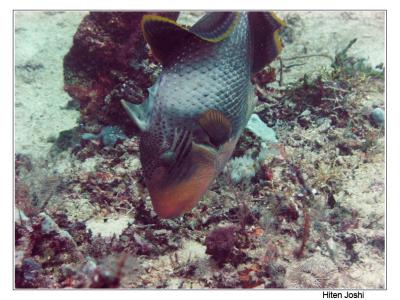 g4/90/294690/3/61119686.060525derawan311encomp.jpg