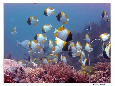 g4/90/294690/3/61119687.060525derawan312encomp.jpg