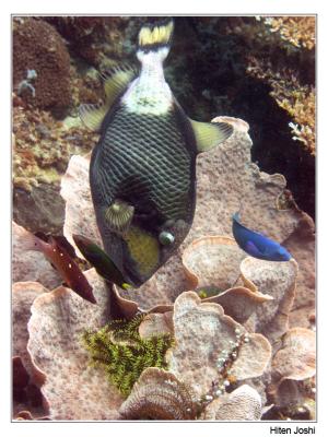 g4/90/294690/3/61119688.060525derawan313encomp.jpg